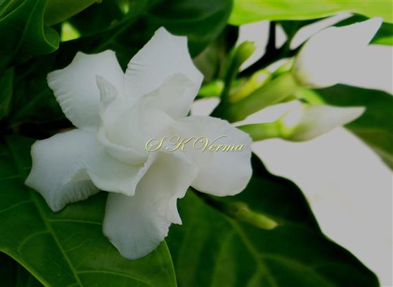  Flower with double corolla (not fully opened)